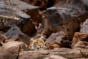 Indian wild female bengal tiger or panthera tigris resting behind rocks only face visible and cooling off her body in cold place in hot summer ranthambore national park forest reserve rajasthan india