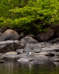 Black crowned or capped night heron or Nycticorax nycticorax bird perched on big rock in natural green scenic background in river water at forest of central india