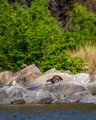 Fototapeta premium Smooth coated otter or Lutrogale perspicillata a vulnerable animal species of Mustelidae playful on big rocks near river shore in natural scenic green background at forest of central india asia
