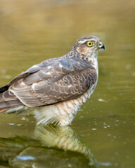 eurasian or northern sparrowhawk or accipiter nisus closeup in waterhole for quenching thirst during safari in keoladeo national park or bharatpur bird sanctuary rajasthan india asia