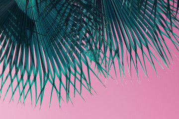 blue green palm leaves and pink sky relaxing summer on the beach botanical close-up leaf texture background