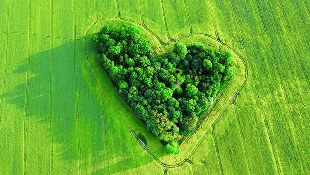 Heart in nature. Landscape with heart shape trees in rapeseed field, aerial view