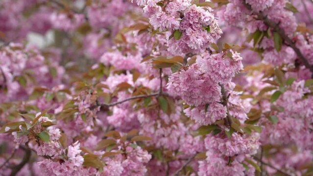 Cherry Blossoms Bloom With Pink Flowers - zoom out