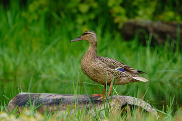 Mallard (Anas platyrhynchos) perched on a rock