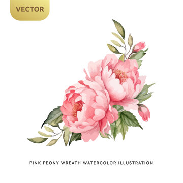 Vintage Pink Peony Flowers Watercolor isolated on white background. Decorative floral element for wedding, valentine or love invitation. Vector illustration