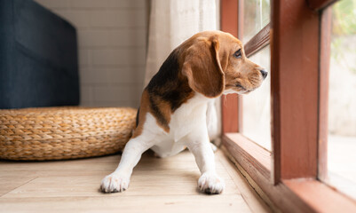 Beagle dogs are intelligent, lively, fun and do not stand still. There is overflowing cuteness....