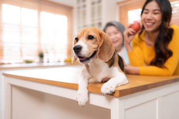 Beagle dog with mother and daughter on weekend getaway they are cooking together in the kitchen of...