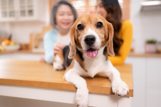 Beagle dog with mother and daughter on weekend getaway they are cooking together in the kitchen of the house.