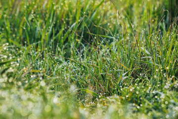 wet meadow background. grass field in spring
