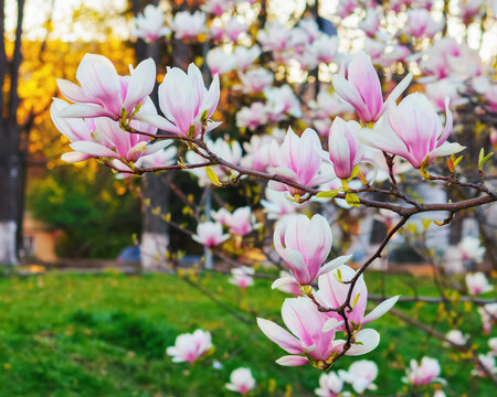 lush blossom of magnolia. spring holiday background