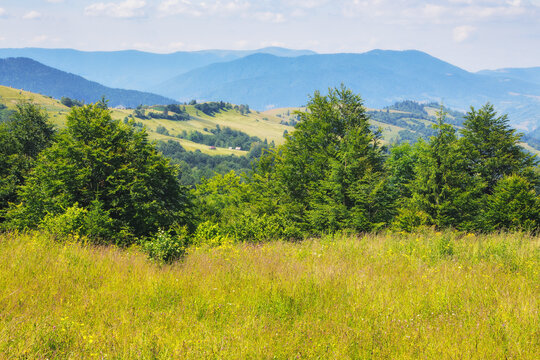 rural landscape with grassy meadows and pastures. summer countryside scenery of carpathian mountains. bright sunny day with clouds on the sky