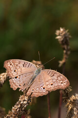 Butterfly on a flower