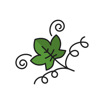 Green grape leaf on stem, leaves and swirls outline icon. Vector line art grapevine branch, winery product emblem. Isabella grape leaf with swirls