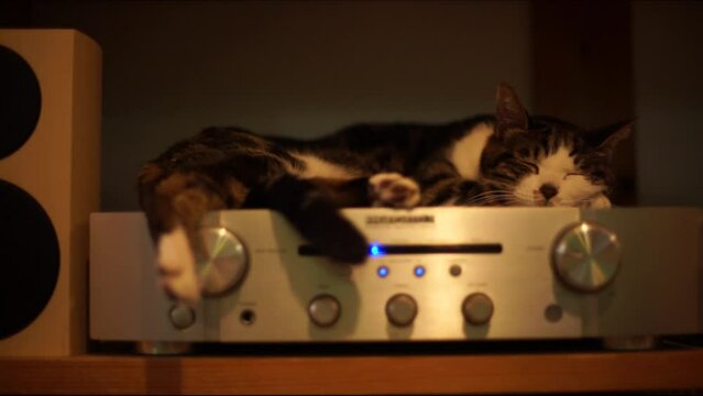 オーディオアンプの上で寝転ぶキジ猫