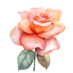 watercolor red pink rose isolated on white
