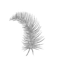 fern leaf isolated on white