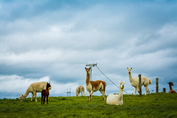 A herd of white and brown alpacas grazing on a lush green pasture on a cloudy day. Alpaca farm, New...