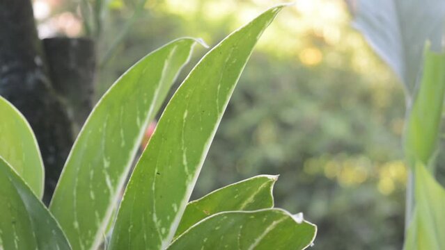 Houseplants that are in pots are exposed to the bright morning sun