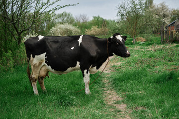 Fototapeta na wymiar Dairy cow in the pasture. black and white young cow, stands on green grass. spring day. milk farm. home animal. cattle. the cow is grazing in the meadow. close-up. High quality photo
