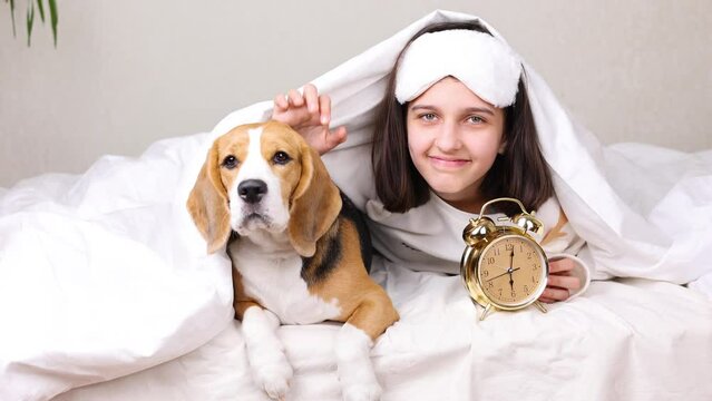 A cute teenage girl with her dog beagle is lying in bed under a blanket. The girl is holding an alarm clock in her hands. 