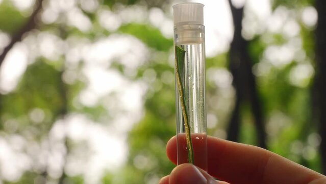 sampling and analysis of leaves. green leaves in glass test tube outdoor. green Leaves as indicator for air pollution. scientist and plant experiments ,biology 