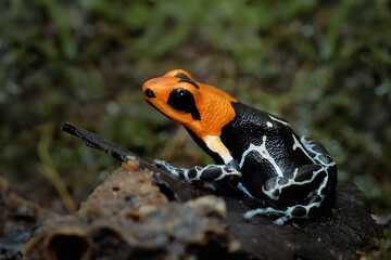 Beautiful closeup Ranitomeya fantastica, Ranitomeya fantastica closeup