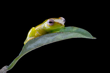 Juvenile Zhangixalus dulitensis closeup from side view, Baby Jade tree frog closeup on isolated...