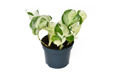 Exotic 'Epipremnum Aureum Manjula' pothos houseplant in flower pot on white background