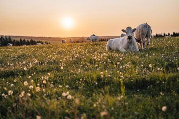 Beautiful sunset on a pasture or a meadow, where cows and calves graze on a green grass. Cow...
