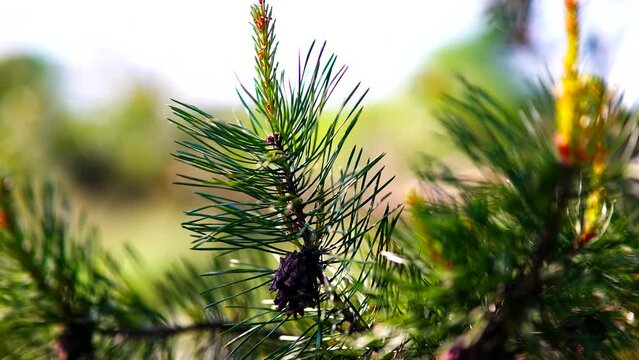 Evergreen pinecone woodland gems . Pine cone in pine tree	