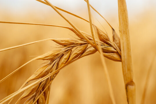 Macro fotografía de una espiga de trigo, con el cielo y el campo de cultivo de fondo.