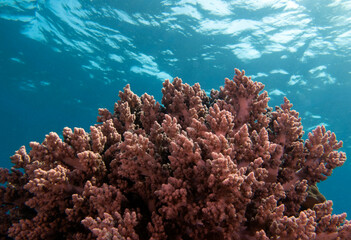 Lemnalia soft coral in a shallow reef Boracay Island Philippines