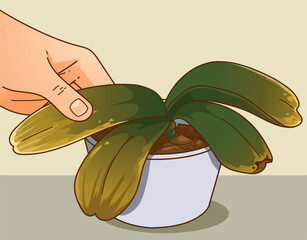 Orchid leaves turned yellow. Orchid health problems. Dried plant, dried orchid. How to care about orchid. Vector illustration