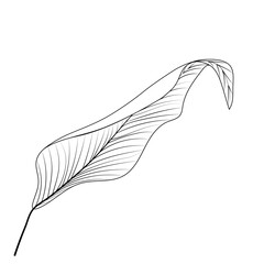 Tropical leaf isolated on white background. Vector illustration.