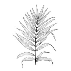 Tropical leaf isolated on white background. Vector illustration.