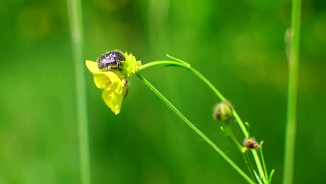 Insect sitting on flower . Bug sitting on yellow flower