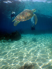 a beautiful sea turtle in the crystal clear waters of the caribbean sea