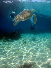 Obraz premium a beautiful sea turtle in the crystal clear waters of the caribbean sea