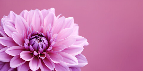 Wonderful Flower on Pink Background, Macro Photography  Perfect for Wallpaper