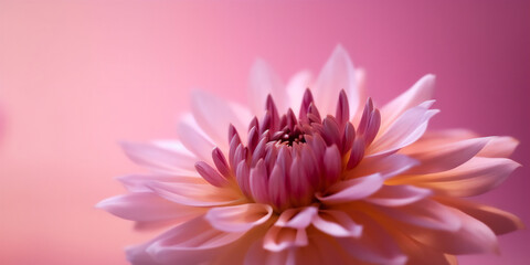 Wonderful Flower on Pink Background, Macro Photography  Perfect for Wallpaper