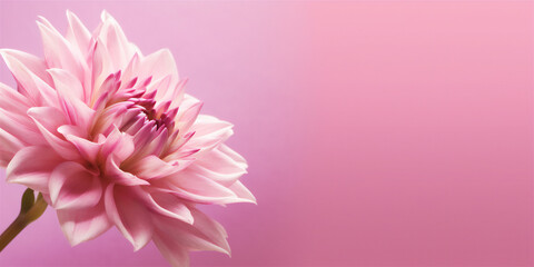 Wonderful Flower on Pink Background, Macro Photography  Perfect for Wallpaper