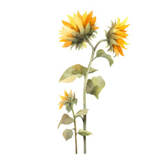Fototapeta premium watercolor sunflower isolated on white background