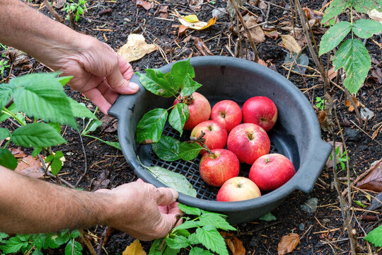 A gardner holding a container with freshly harvested organic red devil apples