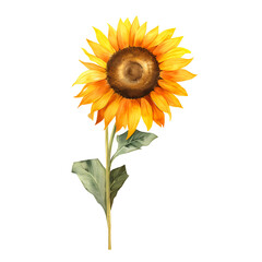 watercolor sunflower isolated on white background