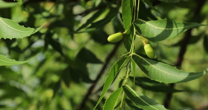 Neem fruit on neem tree. Nim tree. Margosa.