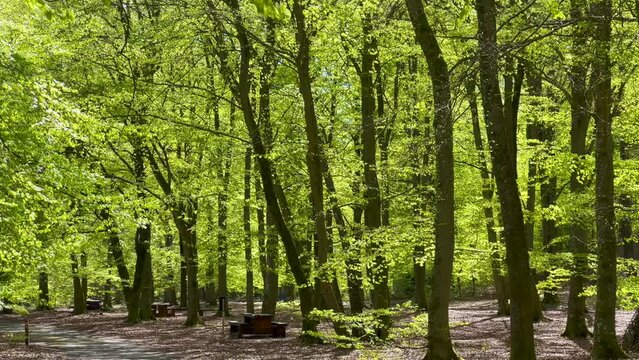 Beech (Fagus sylvatica) forest springtime in Snogeholm, Scania, Sweden, Scandinavia, Europe