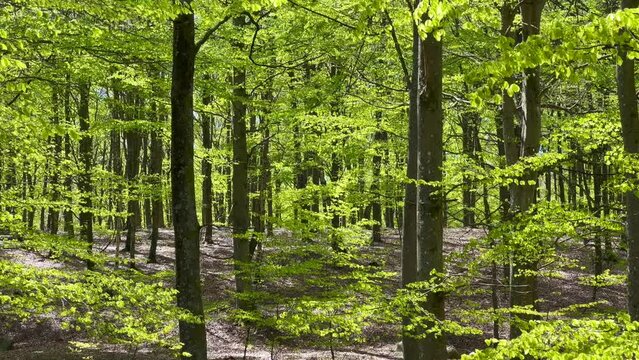 Beech (Fagus sylvatica) forest springtime in Snogeholm, Scania, Sweden, Scandinavia, Europe