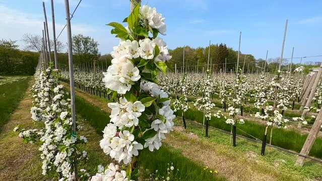 Flowering apple tree type Discovery in orchard in Kivik, Simrishamn municipality, Scania, Sweden, Scandinavia, Europe