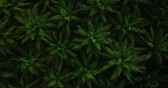 Aerial view palm oil park 