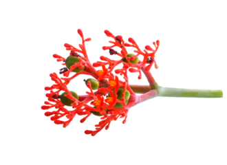 Jatropha curcas isolated transparent png